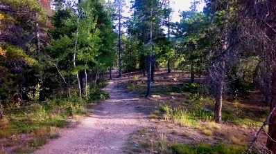 Promises Create Obligations, David Pavek